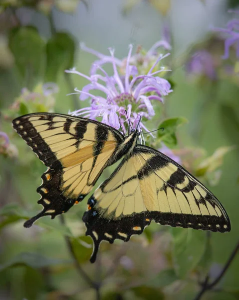 Gros Plan Papillon Queue Hirondelle Géante Noir Jaune Sur Une — Photo