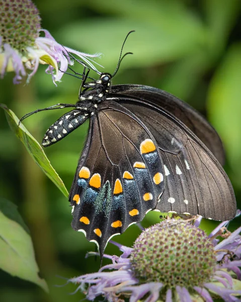 Gros Plan Papillon Hirondelle Noire Dégustant Repas Nectar Quelques Fleurs — Photo