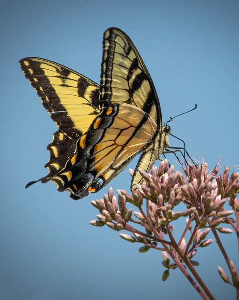 Gros Plan Papillon Queue Hirondelle Géante Noir Jaune Sommet Peuplement — Photo