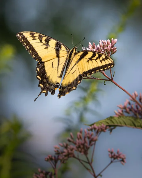 Gros Plan Papillon Queue Hirondelle Géante Noir Jaune Dans Une — Photo