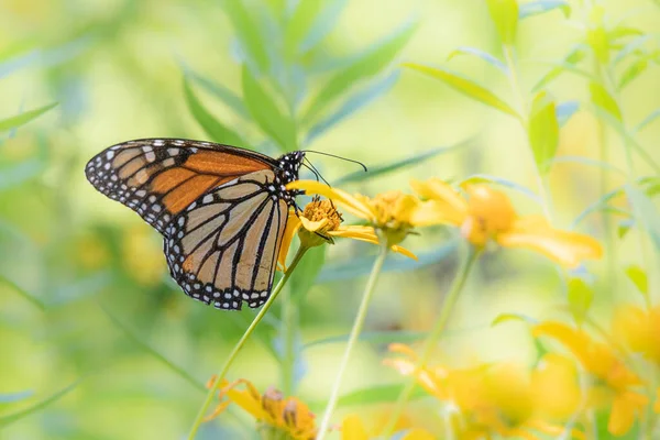 Portrait Haut Gamme Papillon Monarque Nourrissant Dans Une Prairie Lumineuse — Photo