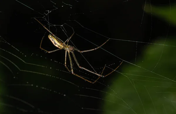 一只长下巴的织布蜘蛛在模糊的自然背景前倒挂着工作 — 图库照片