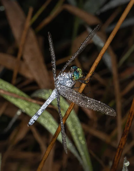 Blue Dasher Dragonfly Pauses Plant Waiting Droplets Dew Evaporate — Stock Photo, Image