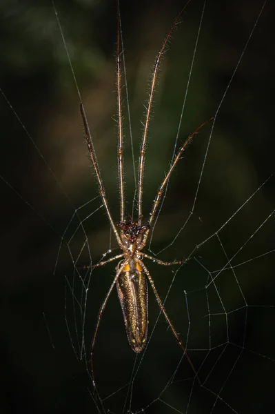 在模糊的自然背景前 一只长下巴的织布蜘蛛在其网站上工作 — 图库照片