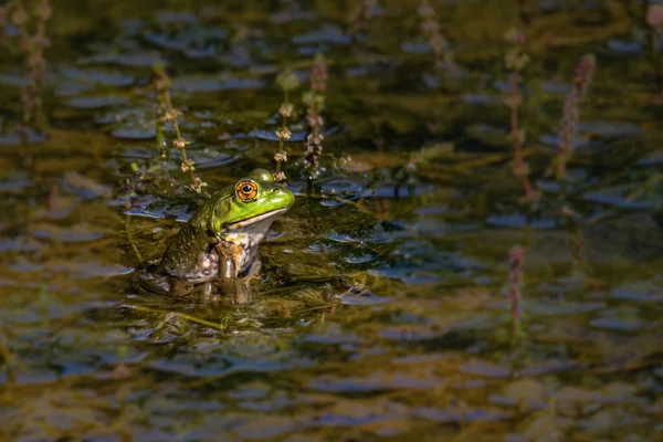 Portrait Ouaouaron Américain Refroidissant Dans Étang Rempli Plantes Aquatiques — Photo