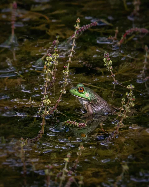 Profilo Laterale Una Rana Bullfrog Che Raffredda Uno Stagno Spesso — Foto Stock