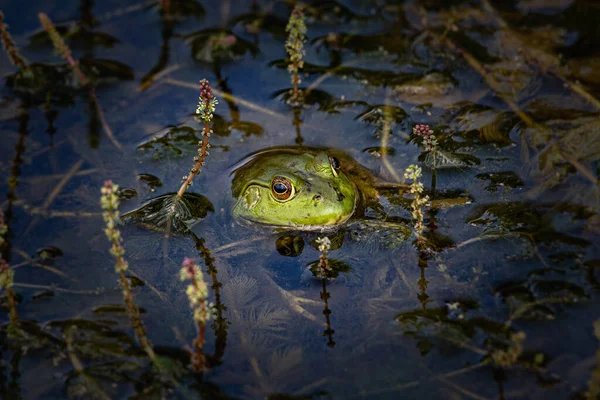 Ein Ochsenfrosch Der Sich Einem Teich Pennsylvania Mit Wasserpflanzen Abkühlt — Stockfoto