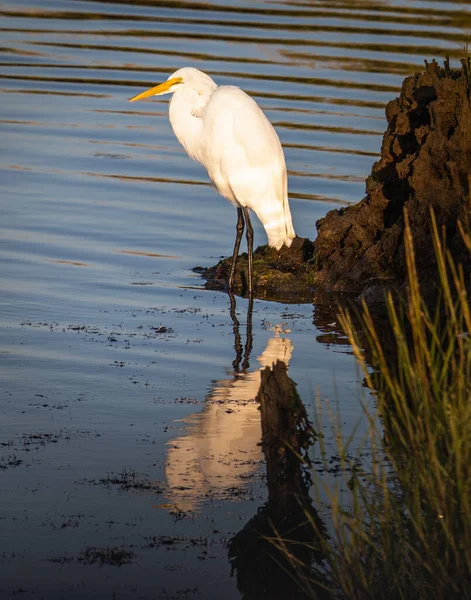 White Egret Its Reflection New Jersey Wetlands Early Morning — Stock Photo, Image