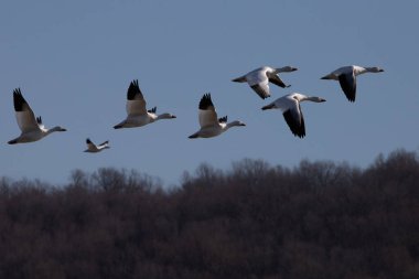 Pensilvanya 'nın doğusundaki bir ormanın önünde uçan yedi kar kazı geçici bir filo oluşturur.