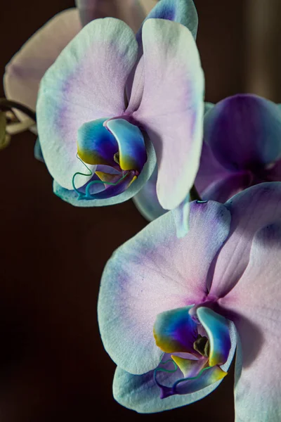 Primer Plano Interior Una Orquídea Azul Polilla —  Fotos de Stock