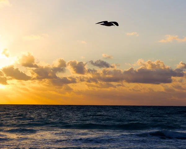 海鸥和海上的日出. — 图库照片