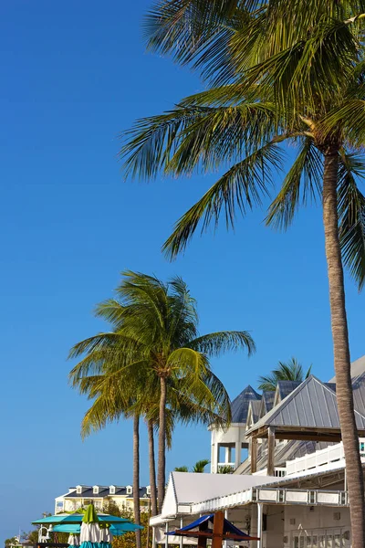 Tropical tall under the sun in Key West, Florida, Estados Unidos . — Foto de Stock