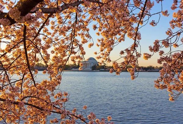 Abundância de flor de cerejeira em torno de Tidal Basin em Washington DC, EUA . — Fotografia de Stock