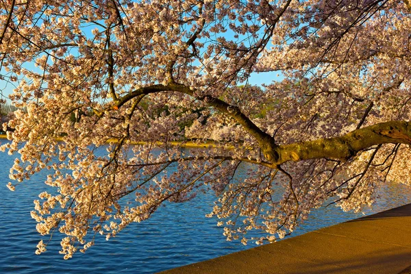 Una rama de cerezo cerca de Tidal Basin en el pico de flor en Washington DC, EE.UU. . — Foto de Stock