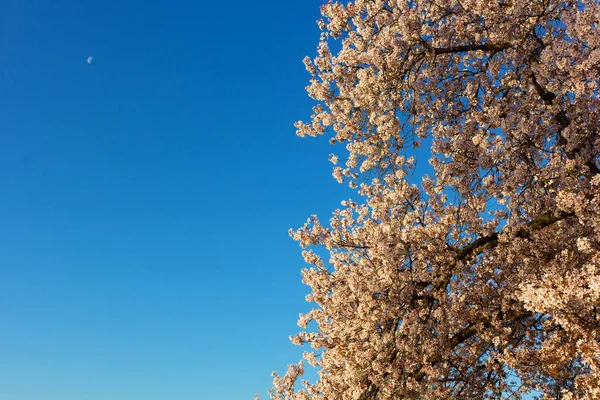 Vibrant display of blossoming cherry tree in US capital. — Stock Photo, Image