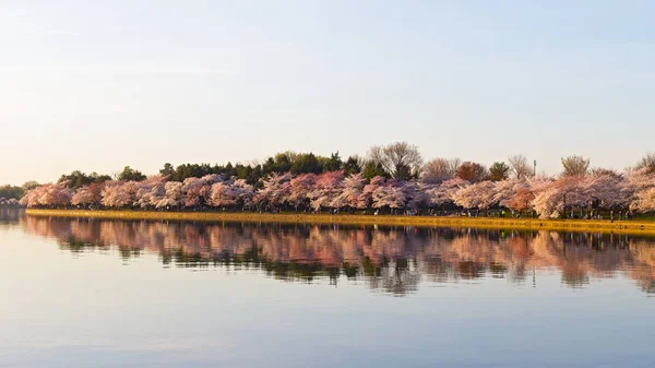 Cherry blossom in Washington DC. — Stock Photo, Image