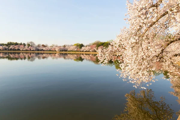 Flor de cerezo en Washington DC . —  Fotos de Stock