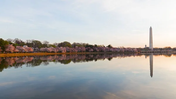 Washington Monument across Tidal Basin during cherry blossom festival. — Stock Photo, Image