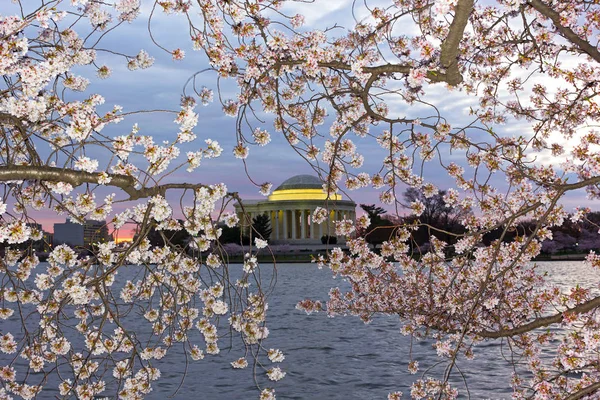 Thomas Jefferson Memorial framed in cherry flowers tracery, Washington DC, USA. — Stock Photo, Image