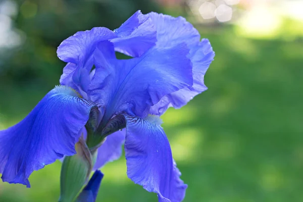 Blauwe iris bloem op een groene achtergrond. — Stockfoto