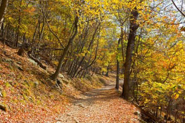 Bir orman tren Güz. 