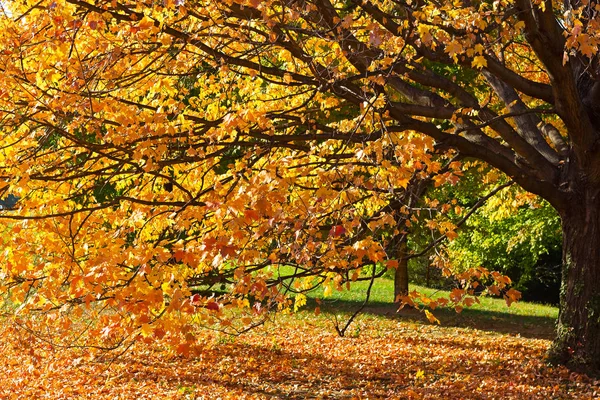 Krásné podzimní barvy v Washingtonu, D.c., Usa. — Stock fotografie