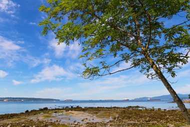 Mavi Gökyüzü bulutlu karşı düşük gelgit sırasında bir plajda ağaç. 