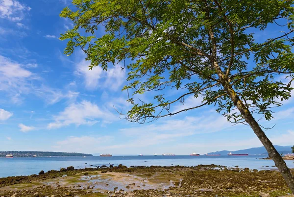 Mavi Gökyüzü bulutlu karşı düşük gelgit sırasında bir plajda ağaç. 