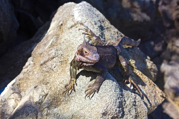 Iguana Verde sobre uma rocha na Ilha de St Thomas, EUA VI . — Fotografia de Stock