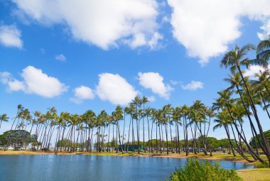 Palm grove yakınındaki su tropik adada, Hawaii, ABD. 