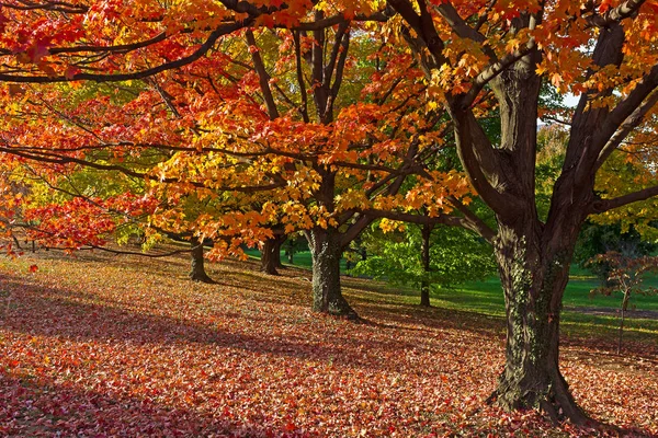 Herdem yeşil bitkiler arasında yaprak döken ağaç sonbahar yaprakları. — Stok fotoğraf