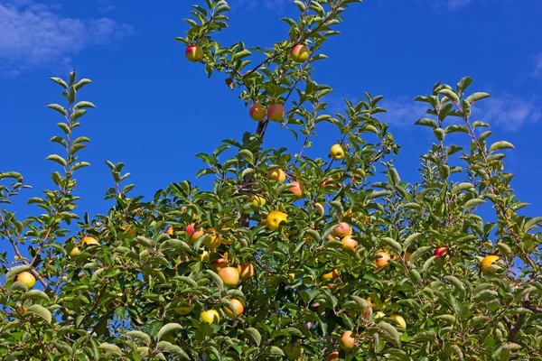 Bir ağaç üzerinde sarı elmalar. 