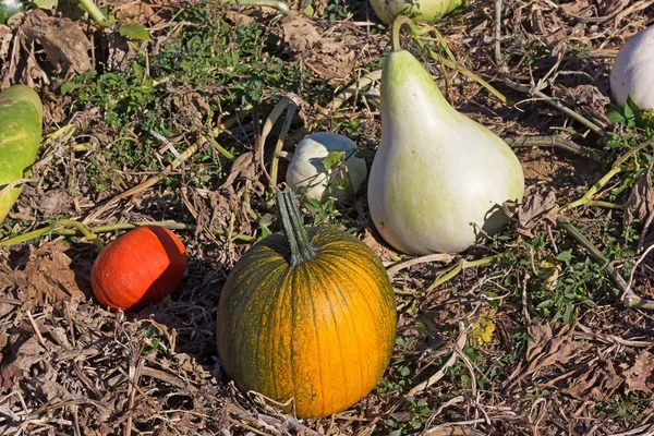 Groenten die in de herfst rijpen. — Stockfoto