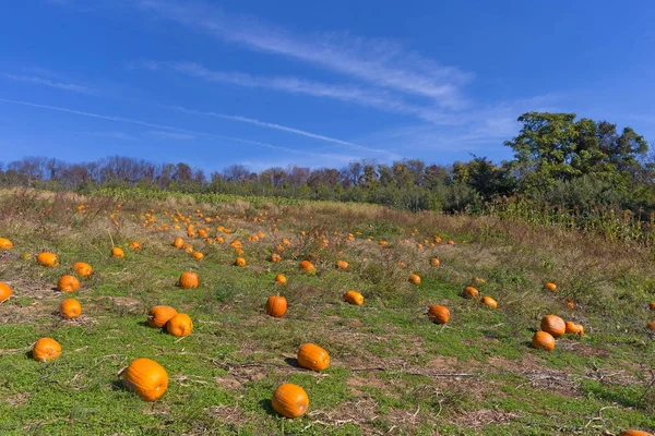 Platteland landschap met pompoen veld in Virginia, Usa. — Stockfoto