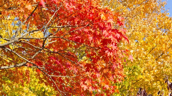 Caleidoscópio de cores de outono em Washington DC perto do Rio Potomac . — Fotografia de Stock