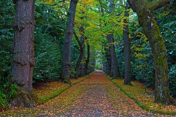 Alley in autumn park. Scenic forest footpath with fallen leaves and benches.