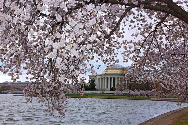 Thomas Jefferson Memorial Framed Blooming Cherry Tree Branch Abundance Blossoming — Stock Photo, Image