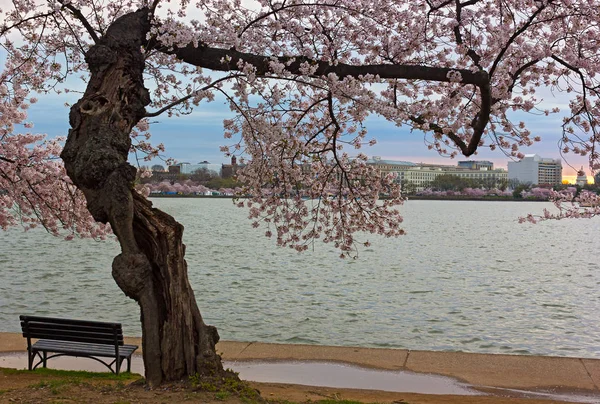 Nascer Sol Tidal Basin Uma Manhã Nublada Washington Eua Banco — Fotografia de Stock