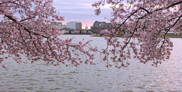 Panorama Capital Estadounidense Enmarcado Por Flores Florecientes Cerezos Salida Del —  Fotos de Stock