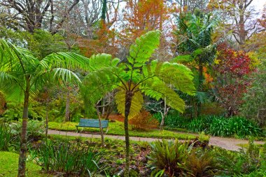 Boş bir tezgah sonbahar parkta çeşitli flora tarafından çevrili. Park sokakları ve palmiye ve fern ağaçları ile sıcak volkanik akışı.