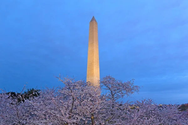 Washington Monument Night Cherry Blossom Usa National Mall Landmark Surrounded — Stock Photo, Image
