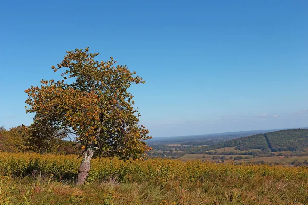 Landsbygden Panorama Med Gräsbevuxna Fält Och Lone Tree Höstlandskap Med — Stockfoto