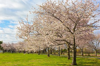 Kiraz çiçek açması ağaçları Washington DC, ABD Doğu Potomac Park'ta. Bahar olgun kiraz ağaçları çiçek bereket.