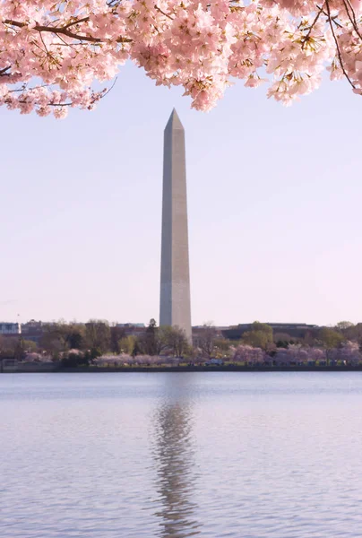 Obelisk Framed Branches Blossoming Cherry Tree Washington Usa Cherry Trees — Stock Photo, Image