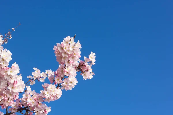 Ένα Κλαδί Δέντρου Κερασιών Λεπτή Λουλούδια Εναντίον Ενός Σαφούς Μπλε — Φωτογραφία Αρχείου