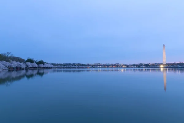 Panorama Cherry Blossom Tidal Basin Washington Usa Flowers Abundance Dawn — Stock Photo, Image