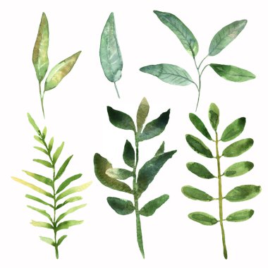 Çiçek kümesi. Koleksiyonu ile yapraklar, çizim suluboya.