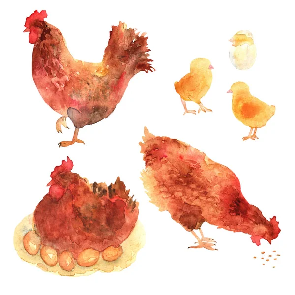 Pollo disegnato a mano impostato in acquerello. Polli, pulcini ed e — Foto Stock