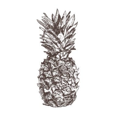 Ananas elle çizilmiş kroki tarzı, üzerinde beyaz backgrou izole