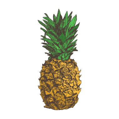 Ananas elle çizilmiş kroki tarzı, üzerinde beyaz backgrou izole